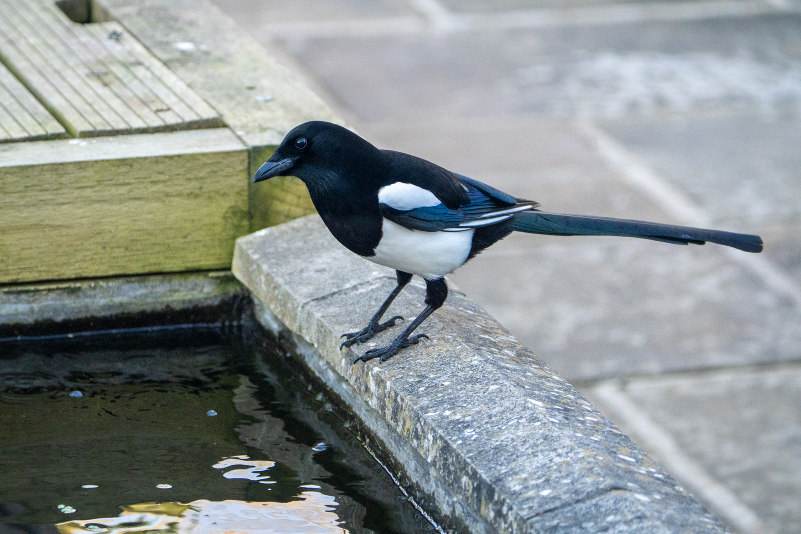 Photography by Chris Allington
